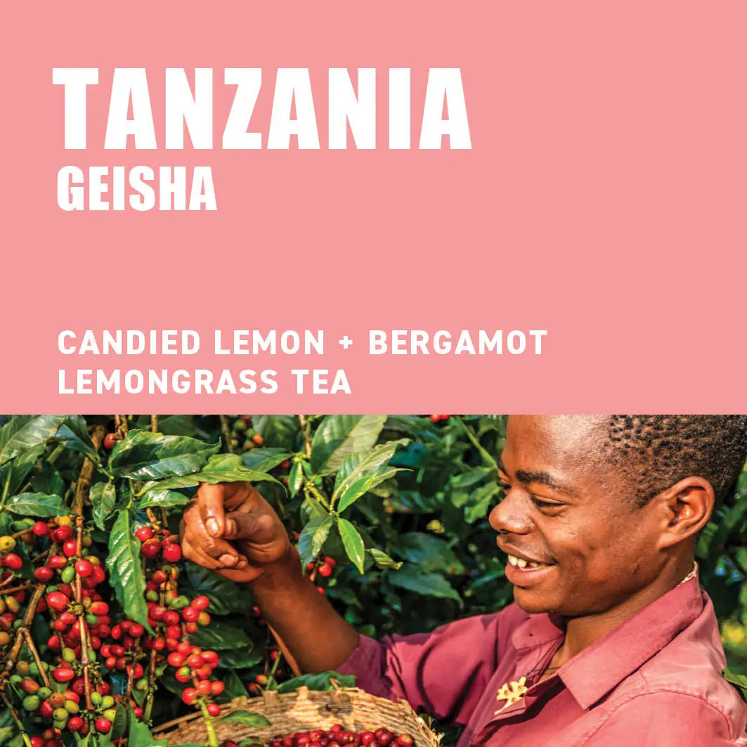 Tanzania Geisha Wood Roasted Specialty Coffee